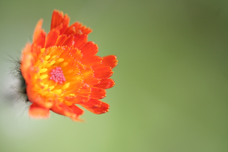 wildflower, by Christopher