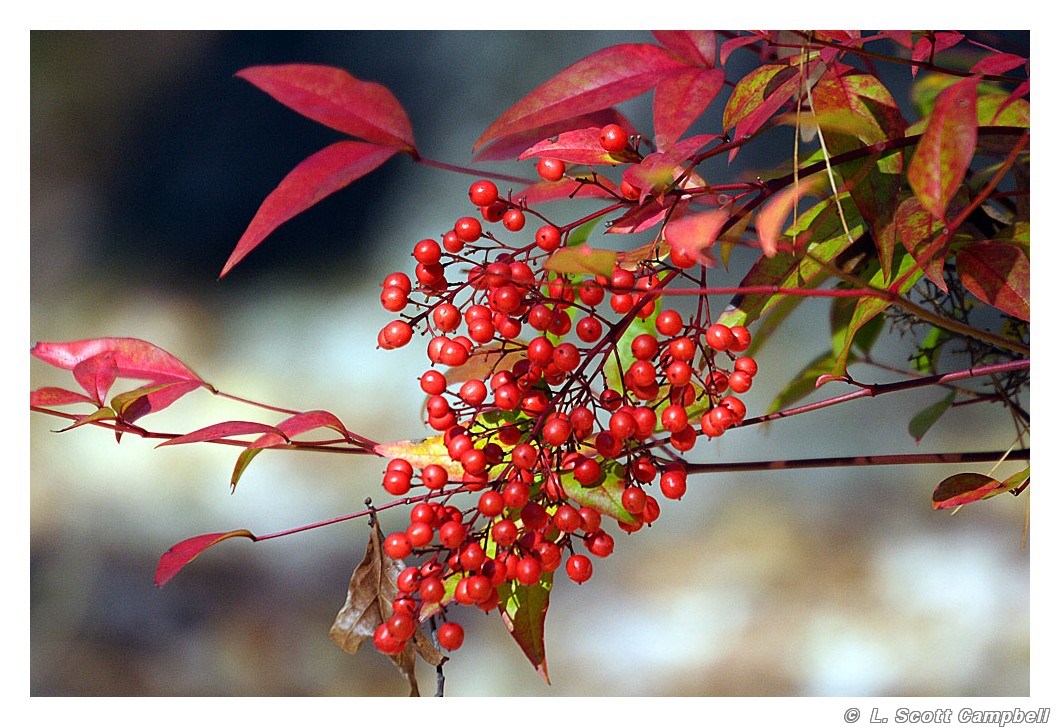 Nandina by Scott