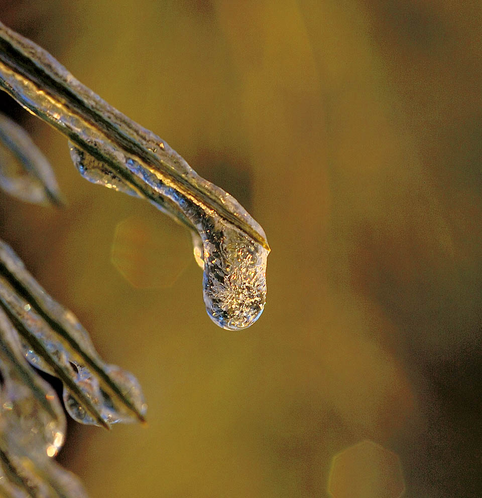 Ice Droplet at Sunrise by Chris