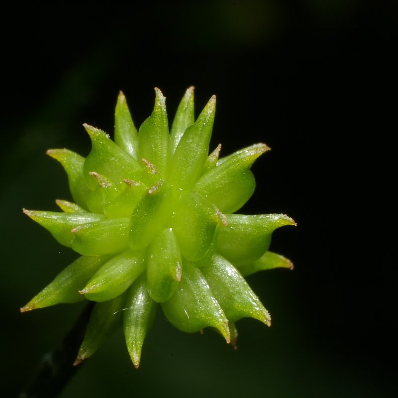 Green Spikes - by JensR