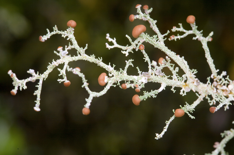 <b>HM</b>-Branching Lichen by Tasmart