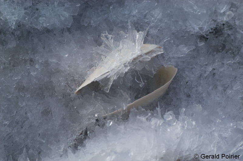 IceClam - Gerald Poirier.jpg