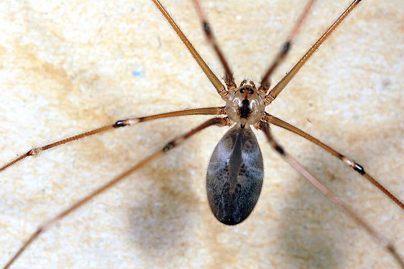 Garage Spider *