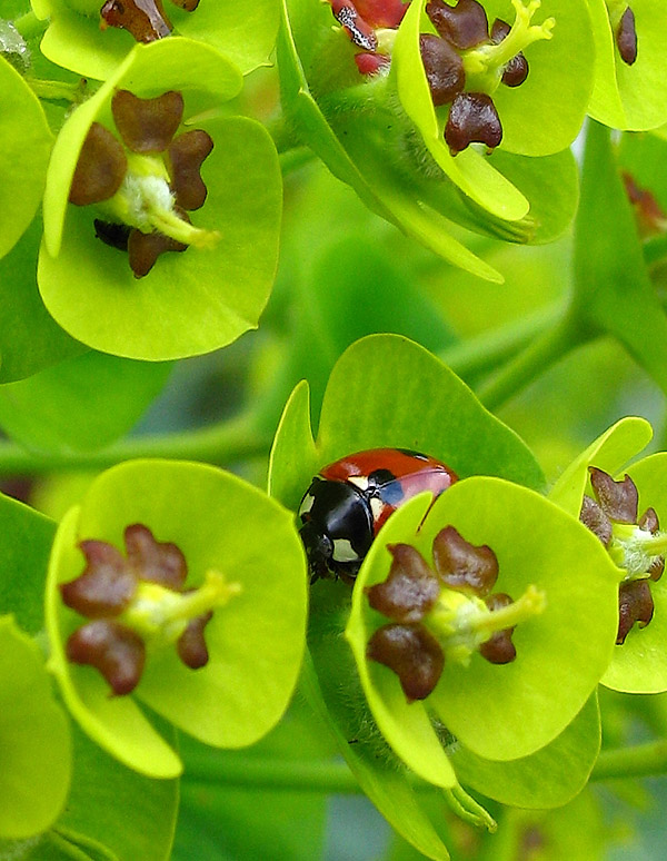 English Ladybird by Rose
