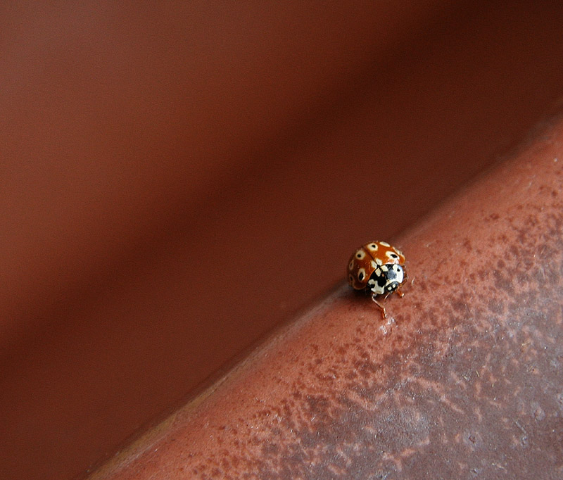Ladybug Exploring My Sink by elips