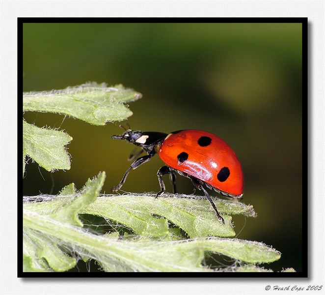 Seven Spot Ladybird