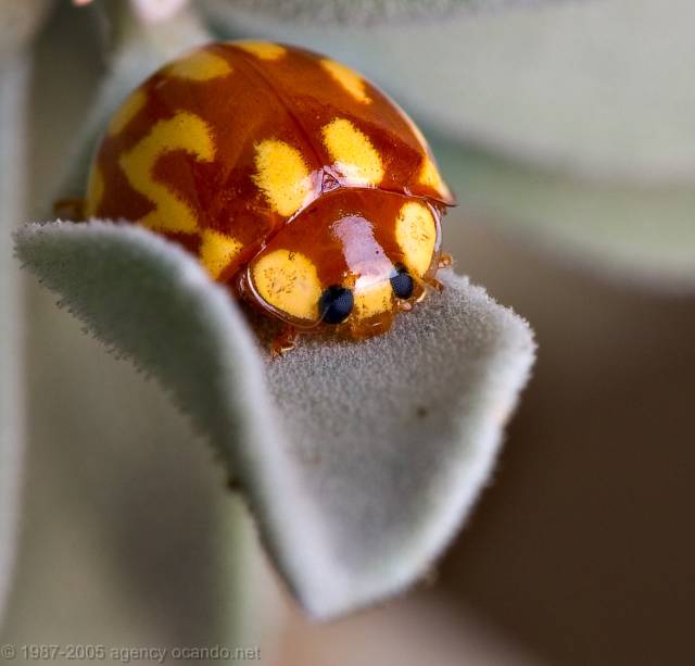Ladybug on velver leaf by Martin ocando