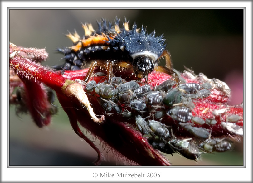 Ladybug Larvae on the Hunt - Mousehill