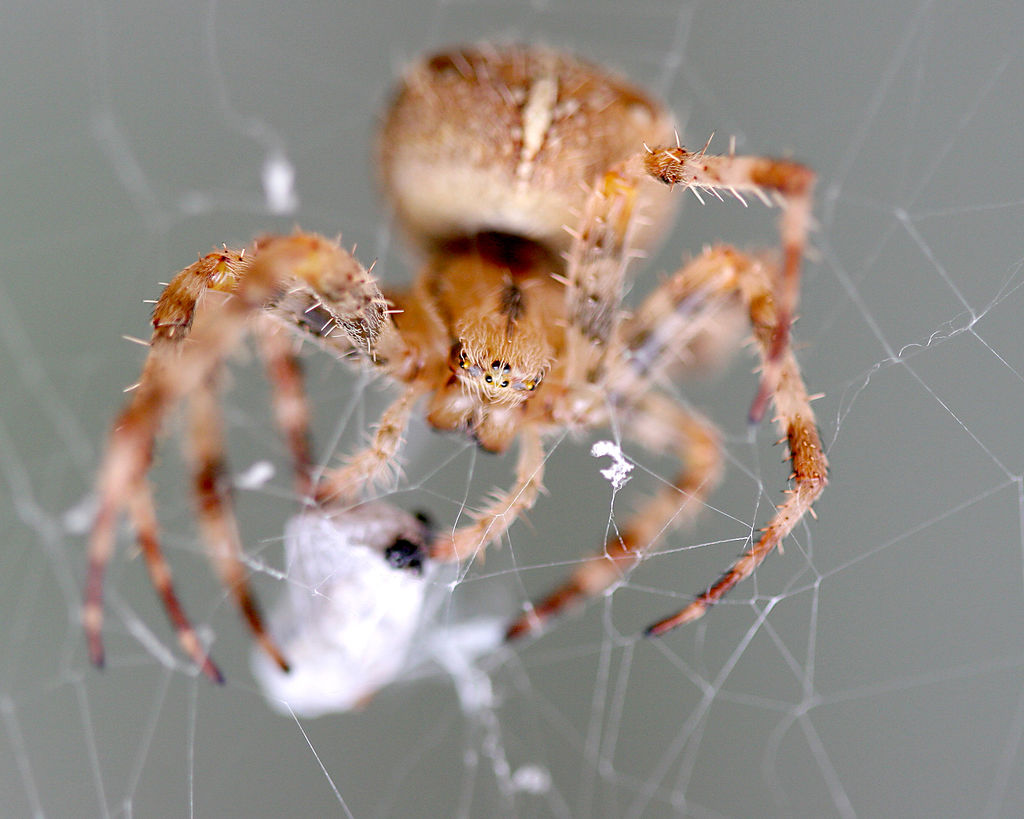 spider.jpg