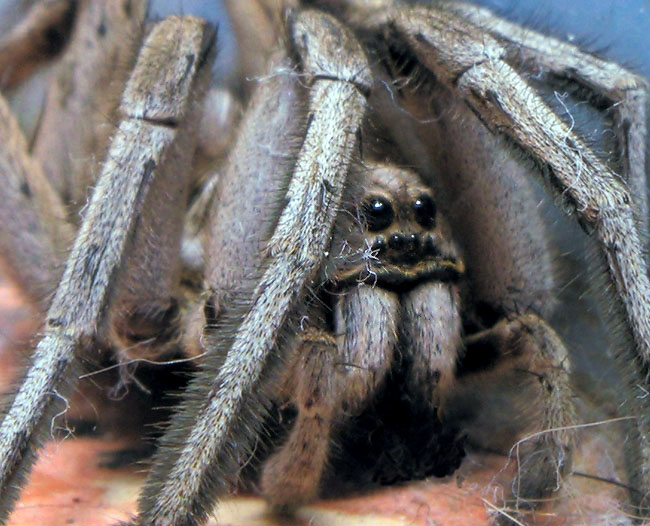 Spider macro.jpg