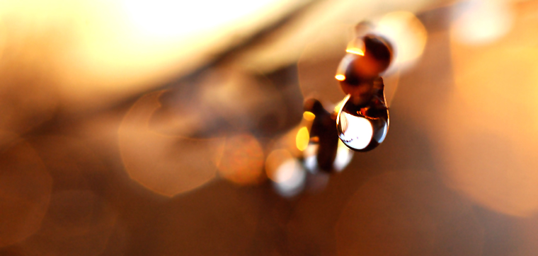 Amber Drop -- Shwan Kazzaz
