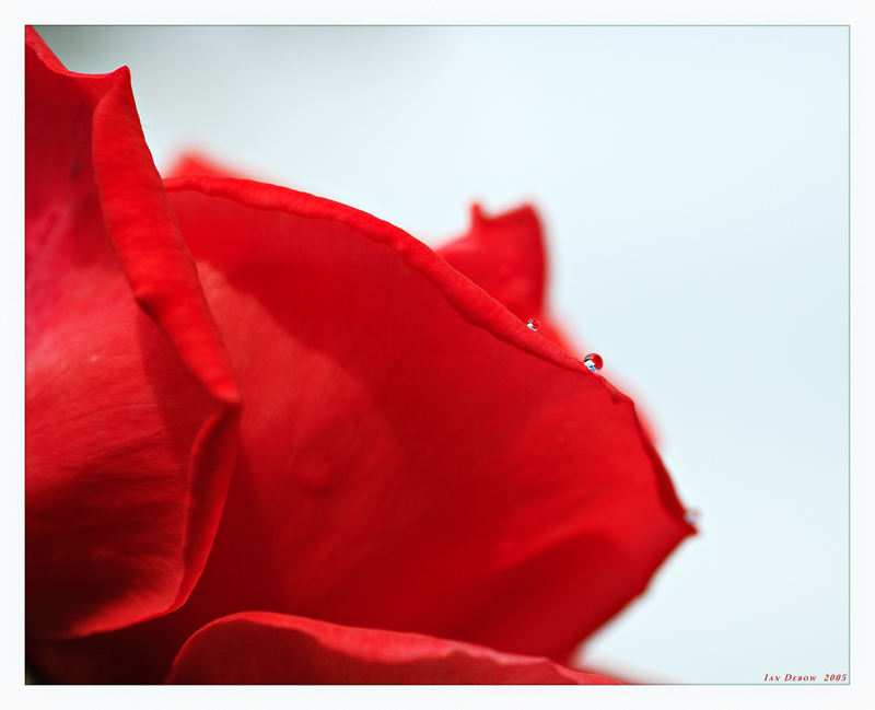 Just a Rose <br> by IanZ28
