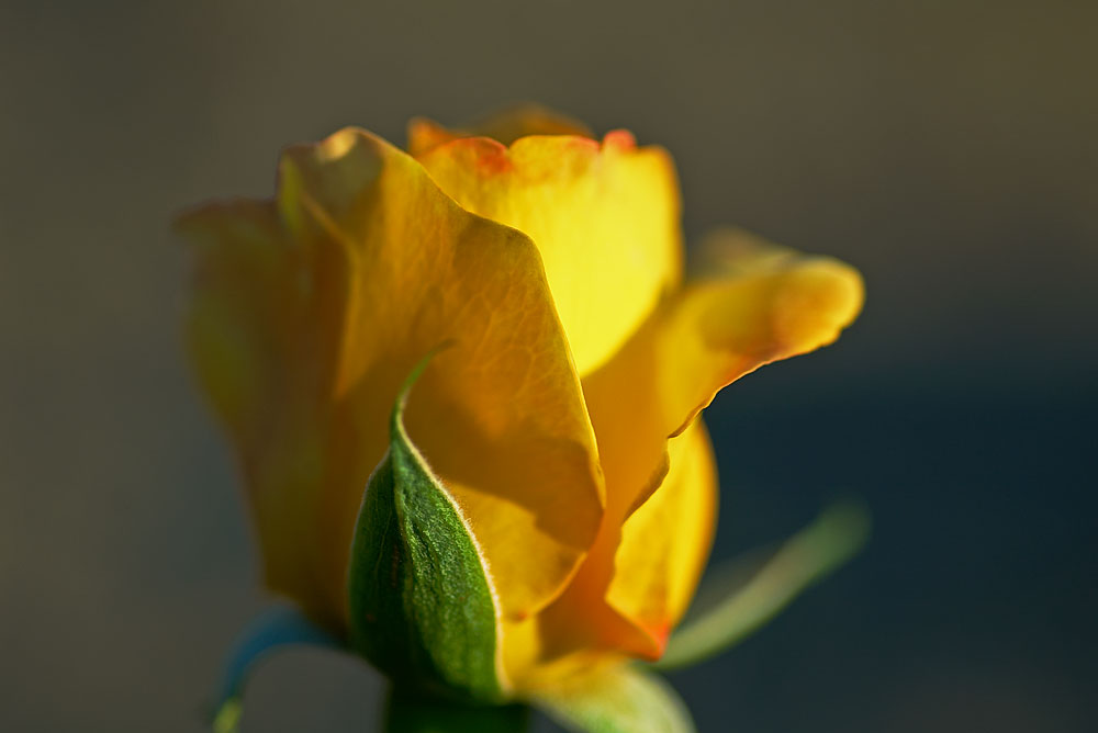 IMGP7385.jpg