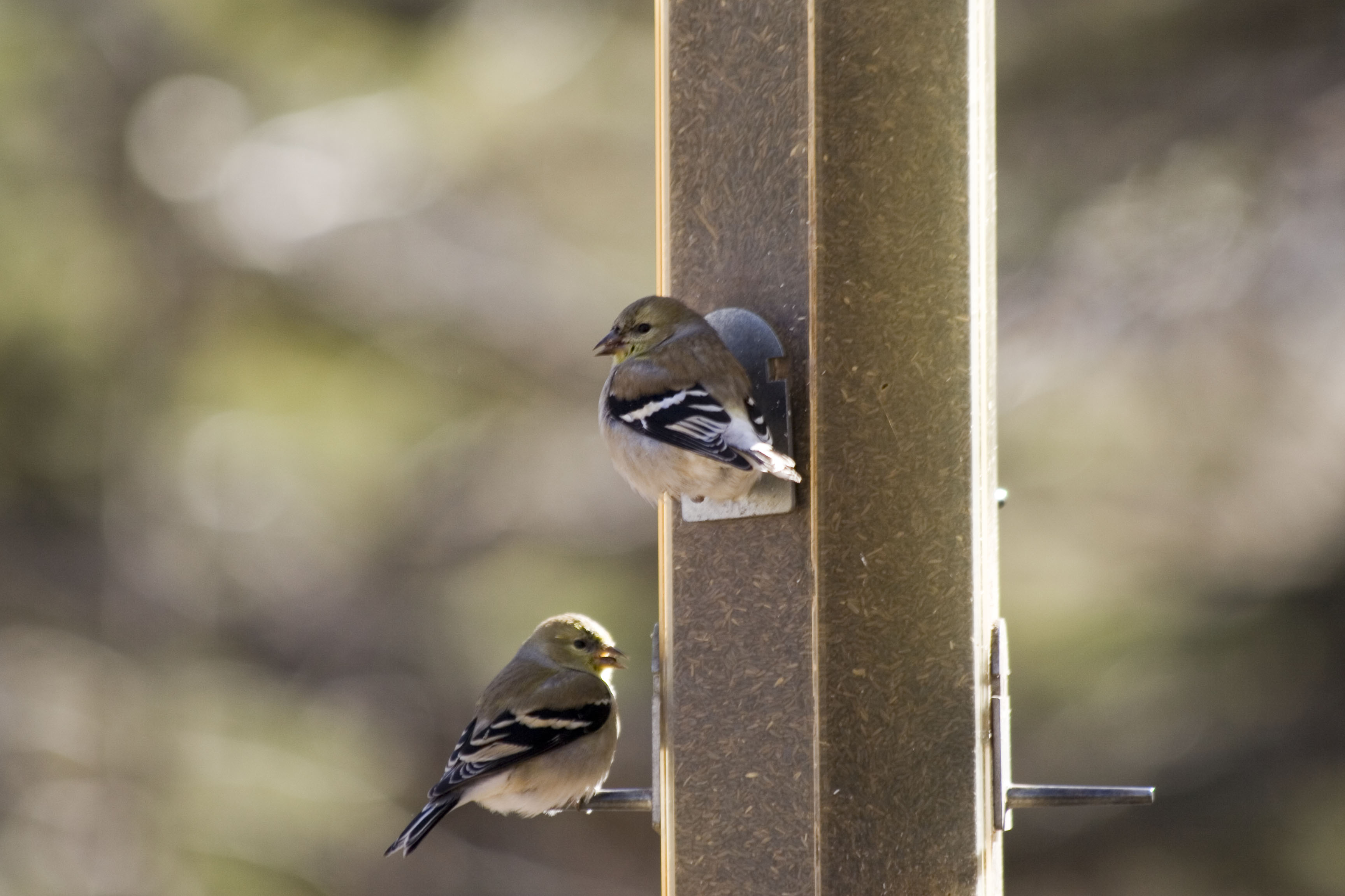 Tweet Tweet - Jonathan Robson.jpg
