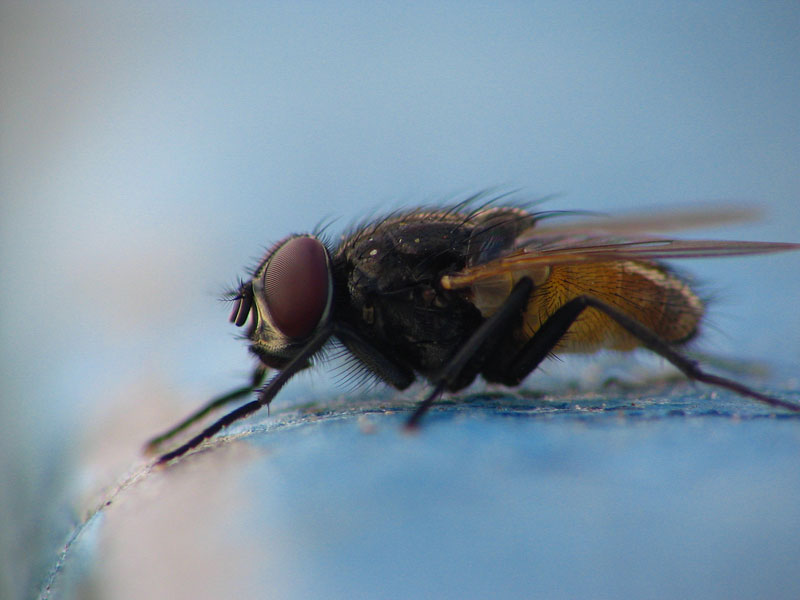 Shallow DOF fly - Daniel Llavaneras