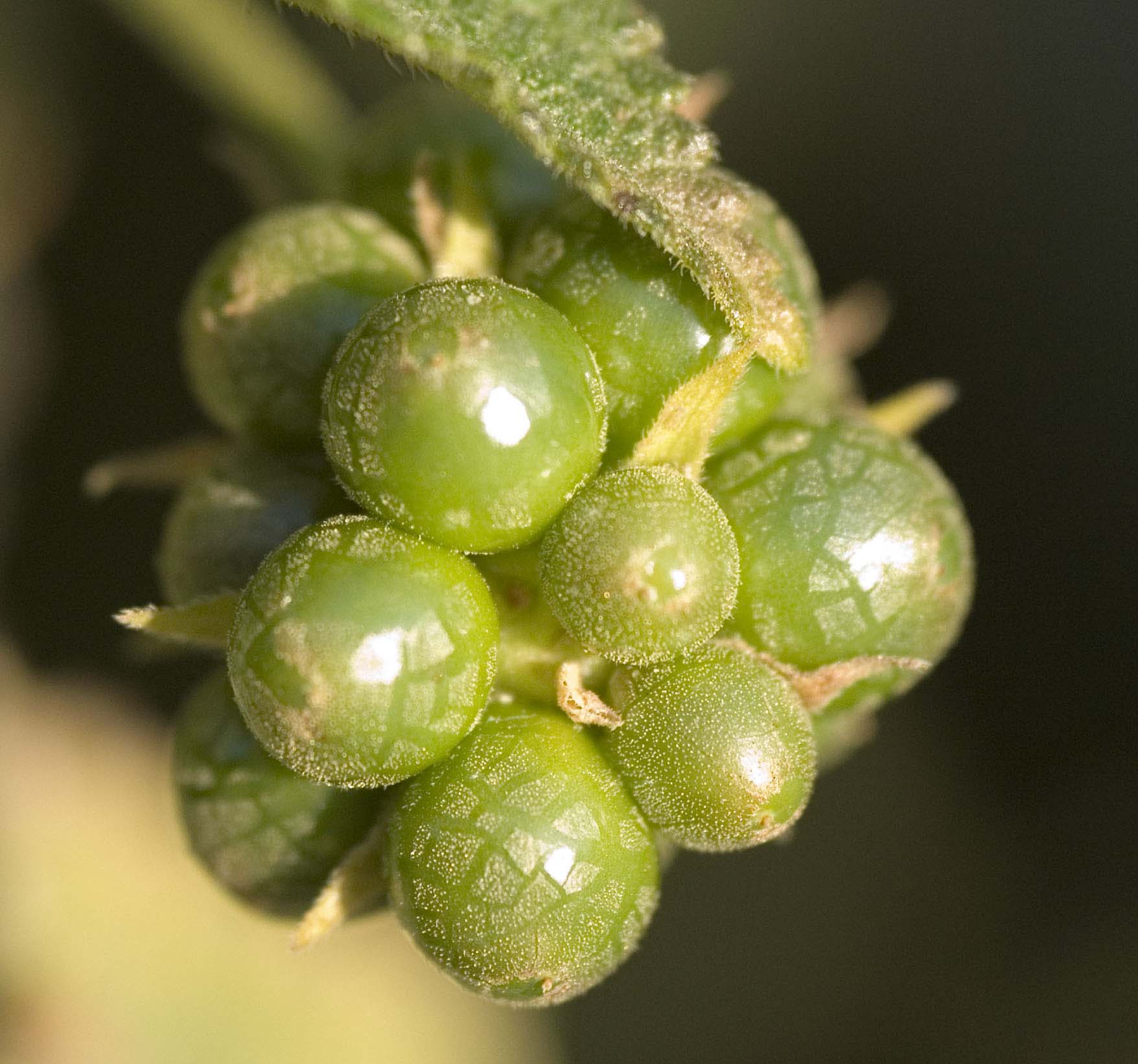 seed pod_crop 1.jpg