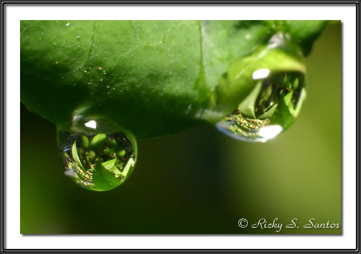 Nature Balls -1 by arbil