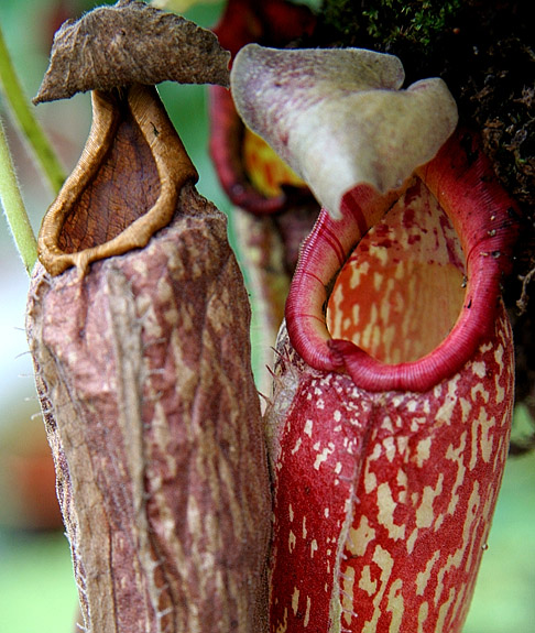 <b>Gallery Header</b><br>Two By Two <br>by elips