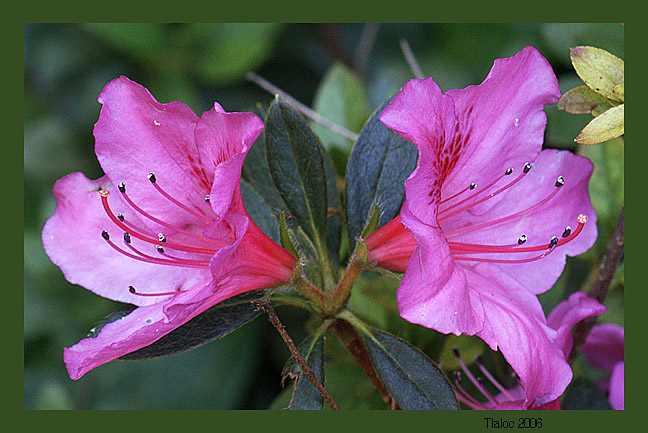 Twin Pistils by Tlaloc