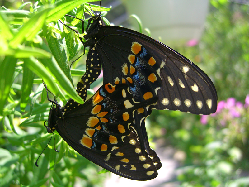 <b>Honorable Mention 3</b><br>Butterfly Fun<br>by DWald