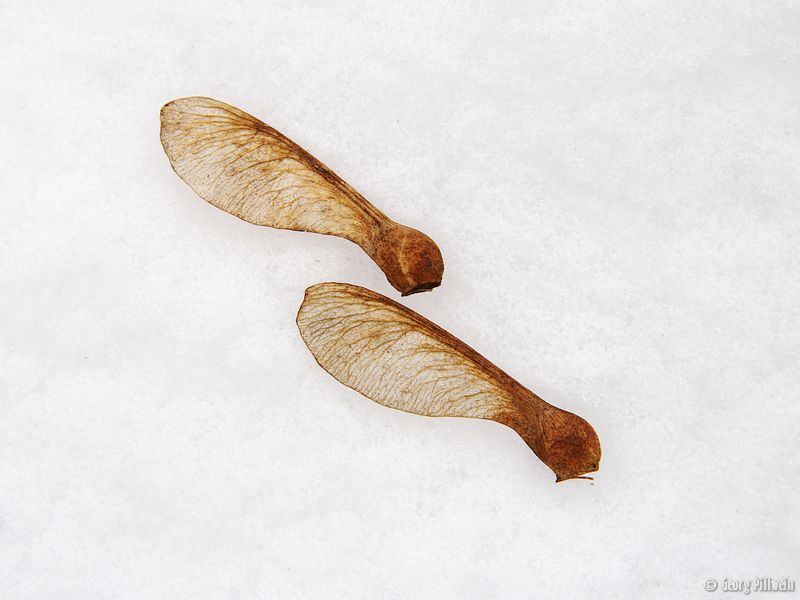 Maple Seeds<br> by bracket