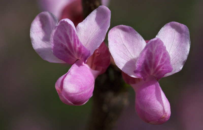 Redbuds by debunix