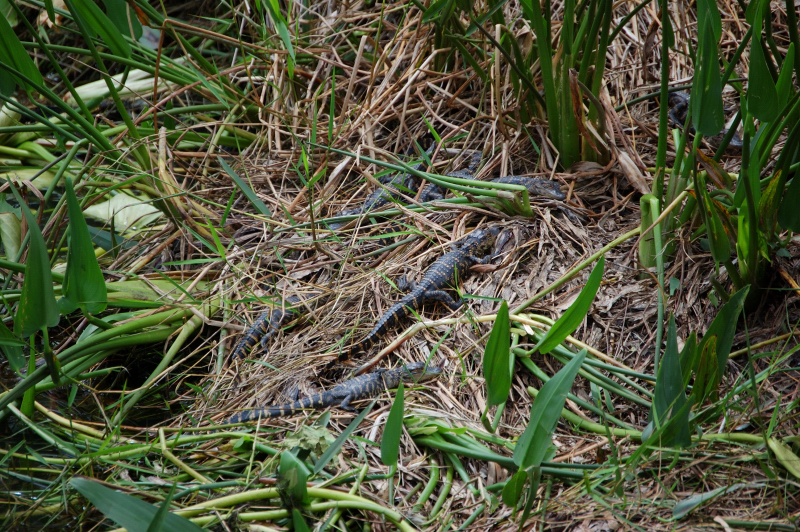 BabyGators - bg5700
