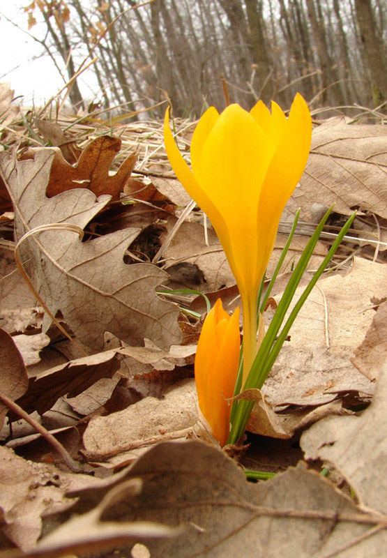 <b>MC37: Young ones<br>2nd  Place</b><br>Crocus flowers<br>by L1l0