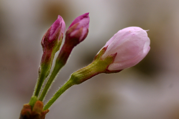 Cherry buds by Haruna.jpg