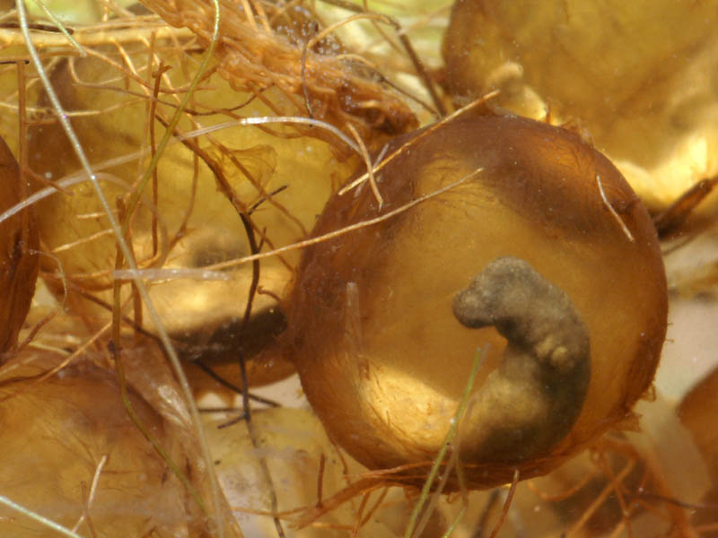 siren embryo.jpg