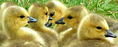 Goslings by CJ in CA