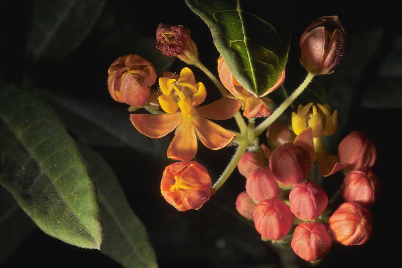 Soon to Blossom by tucsondave