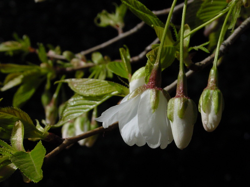 Trio. cherry buds by Tachi
