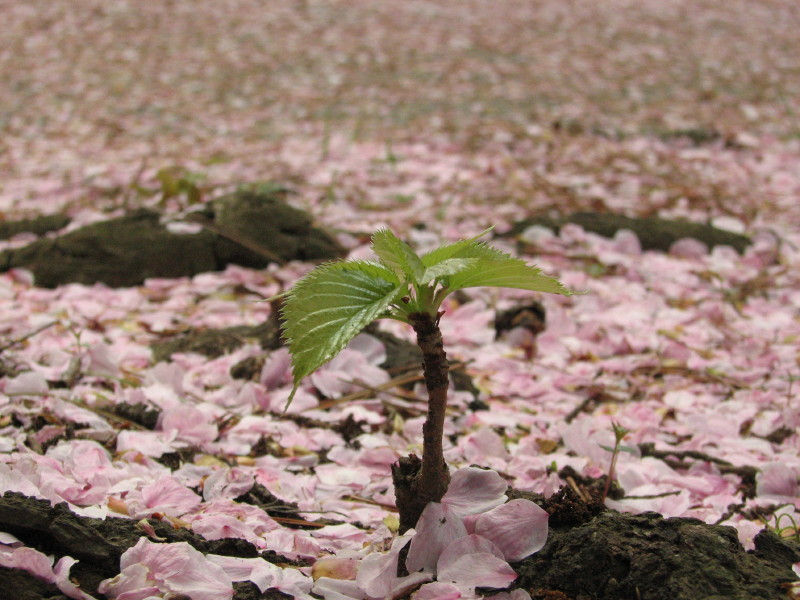 young cherry tree by Tachi