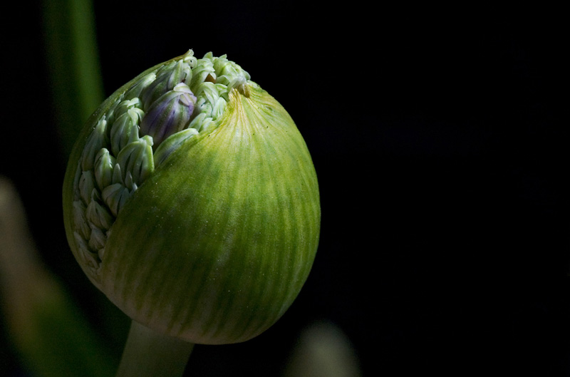 Bursting at the seams:  opening flower by debunix