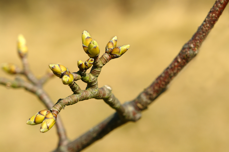 Bud-dies by Adrian