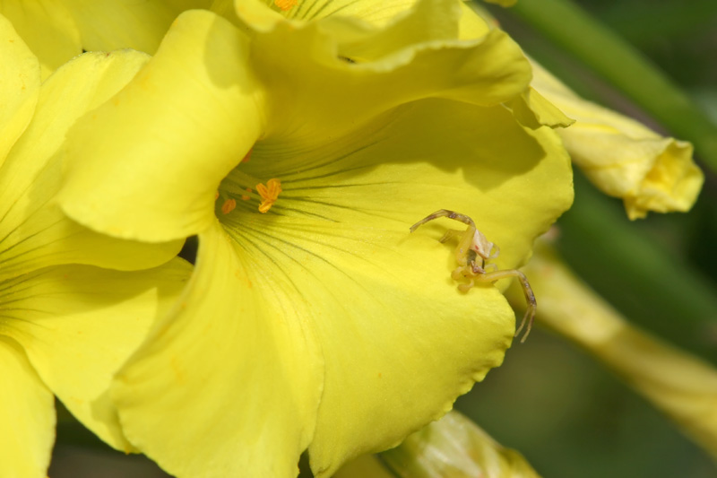 Baby Crab Spider