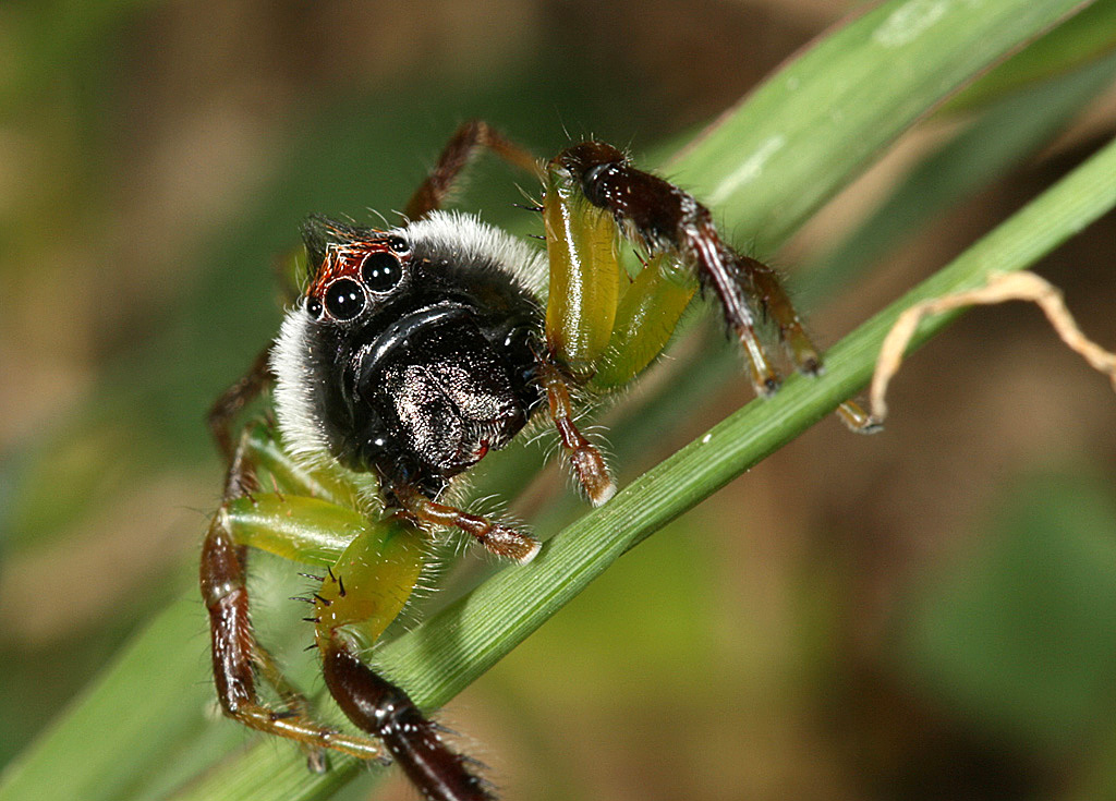 Jumping Spider by Phillip.jpg