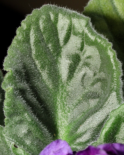 <B>African Violet</b><br>by Jerry Curtis