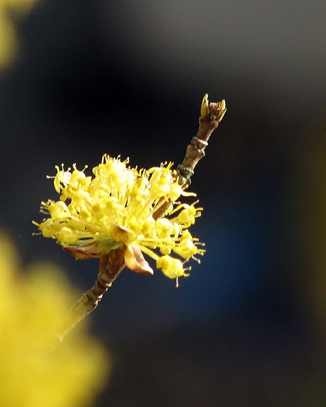 Fuzzy Yellow by Tachi
