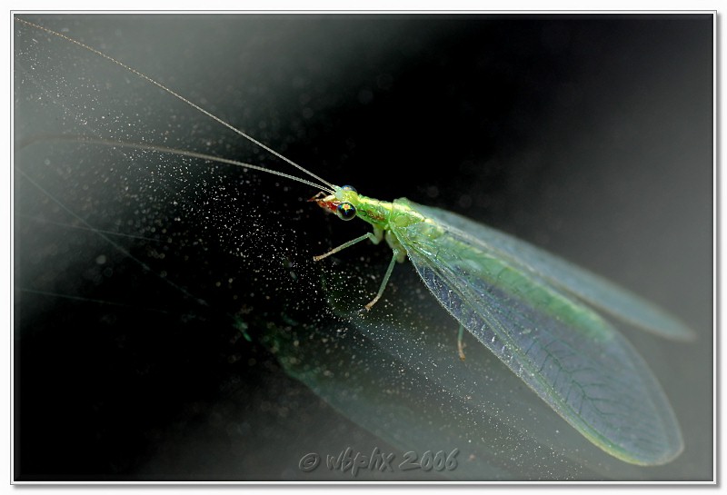 HM# 3 Green Lacewing On Glass