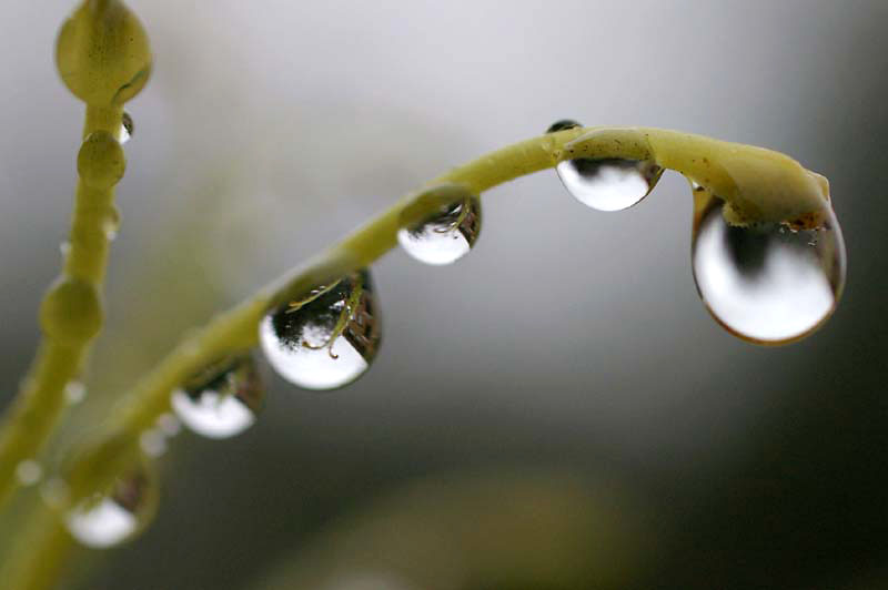 Natures Pearls - George VM