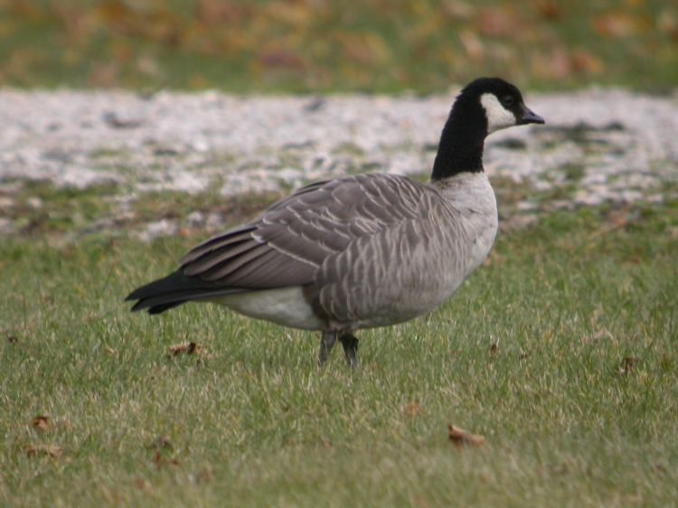 Cackling Goose