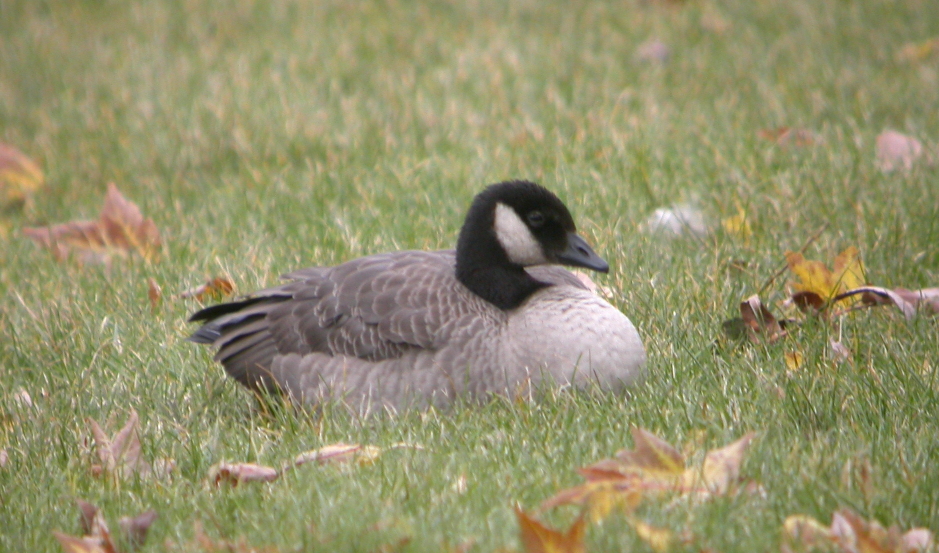 Cackling Goose