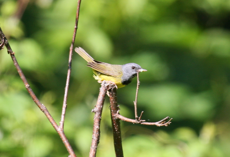 Mourning Warbler