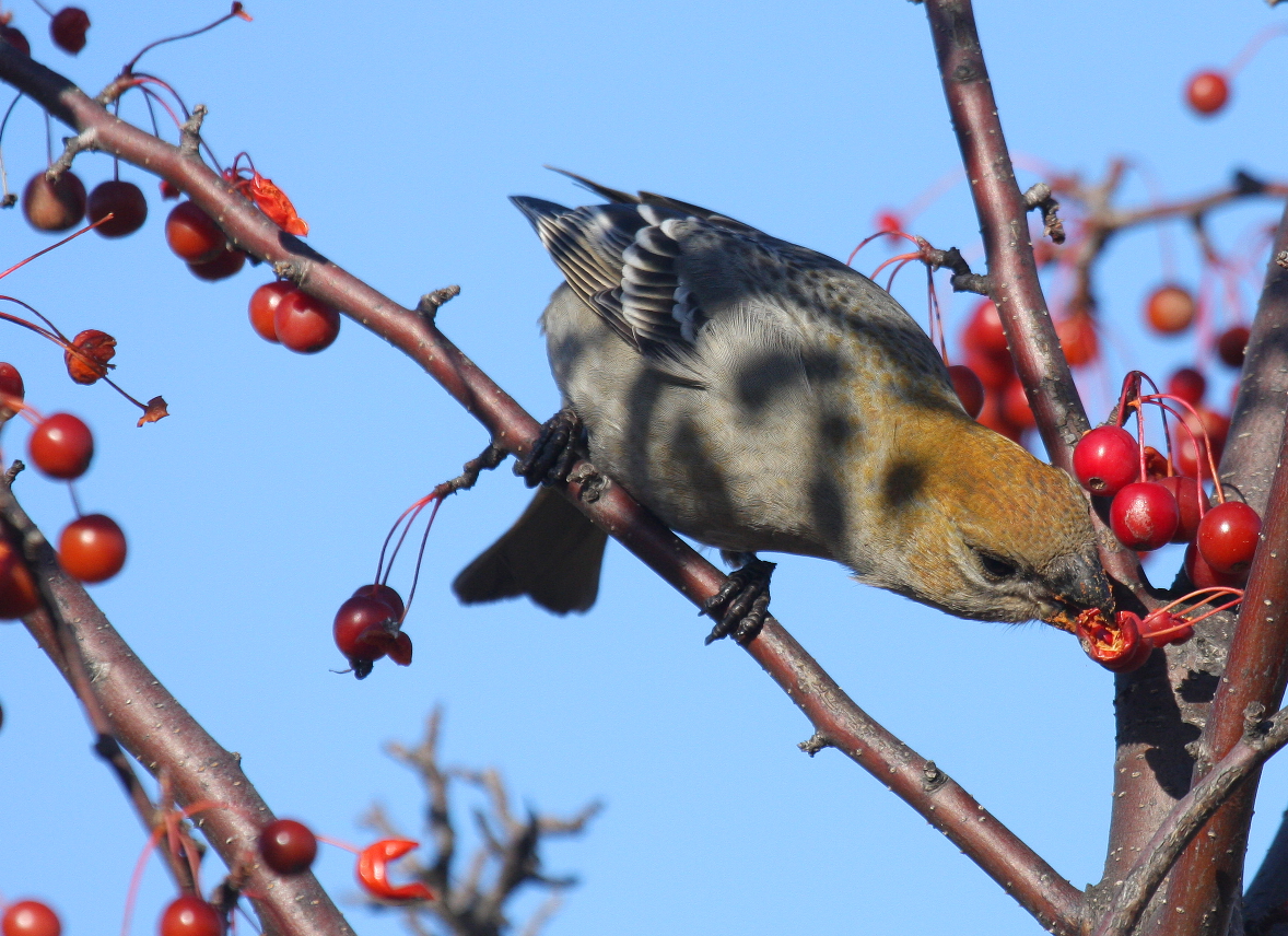 Pine Grosbeak