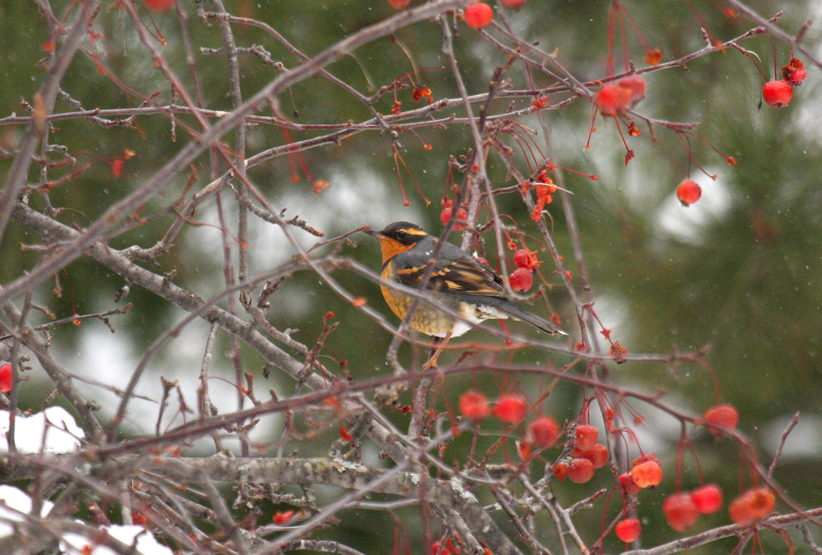 Varied Thrush