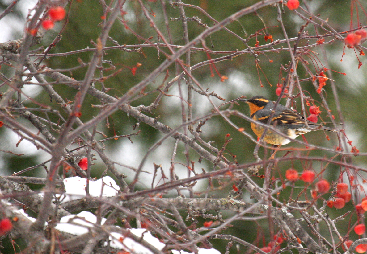 Varied Thrush