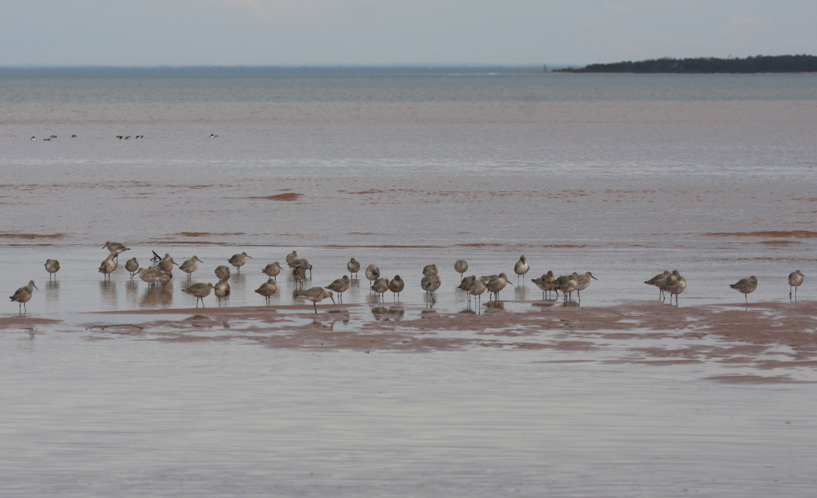 Willets