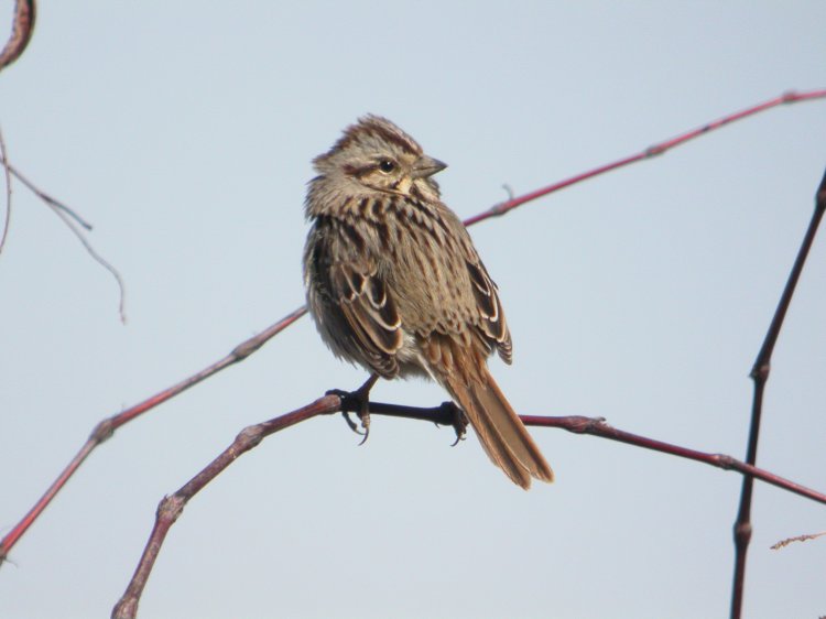 Song Sparrow